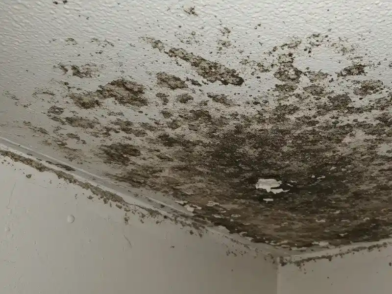 Black mold growth spreading across a white ceiling corner. professional mold inspection